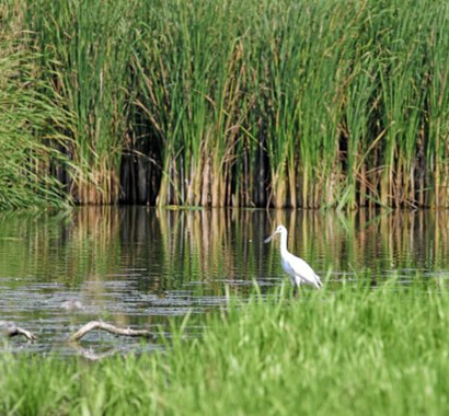 Mlaștinile Satchinez - Delta Banatului